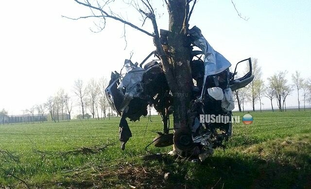 Audi уничтожилась об дерево и повисла на нем 