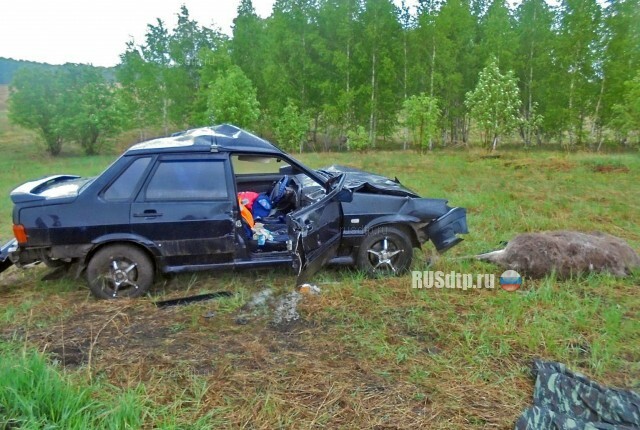 Лось и пассажирка автомобиля погибли в ДТП в Оренбургской области 