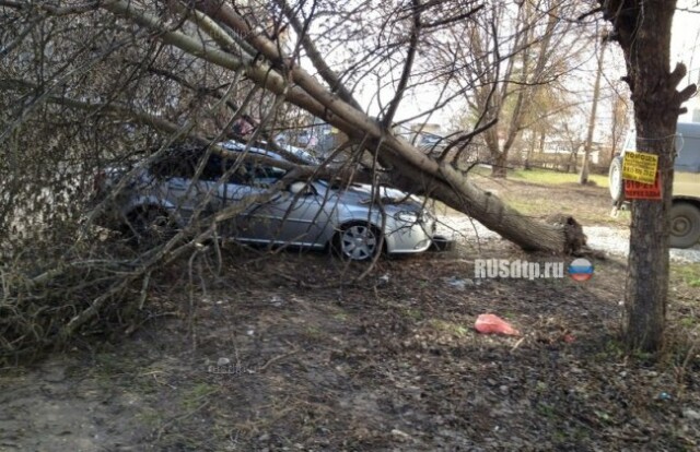 В Рязани дерево повредило машину 