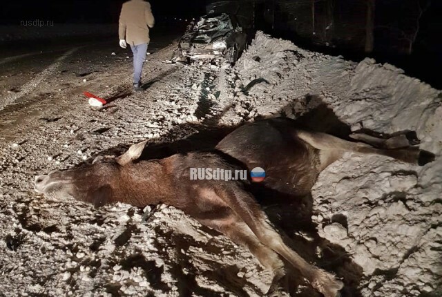 Автомобиль сбил лося во Владимирской области 