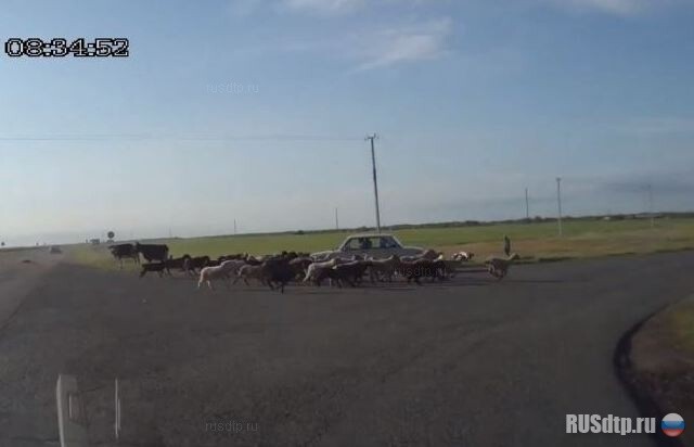 Бараны погибли 