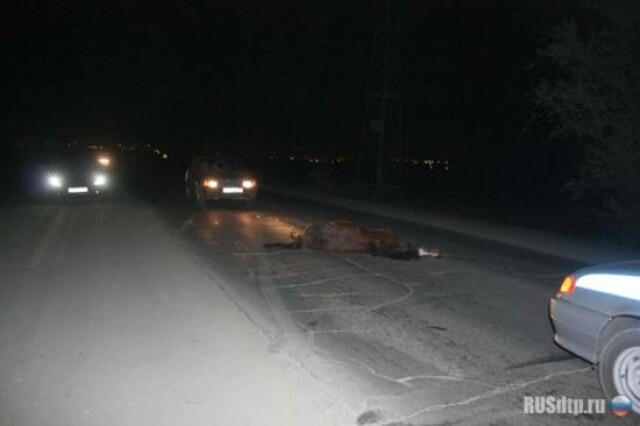 Водитель сбил жеребенка в Орске 