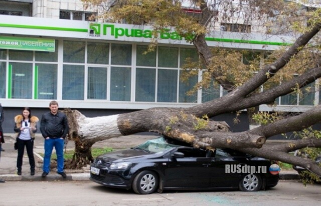 Баобабы отаке 