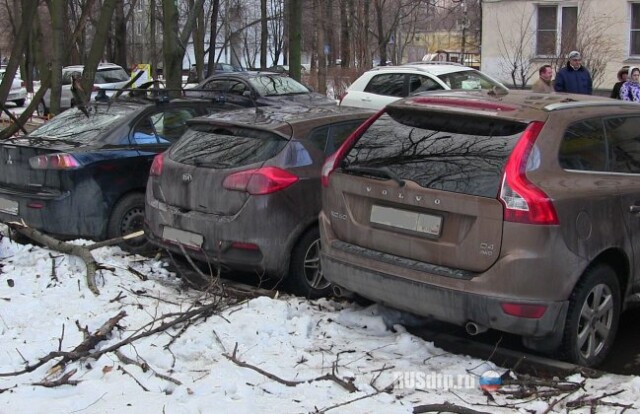 Дерево упало на три автомобиля на северо-востоке Москвы 