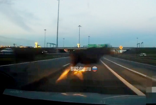 Автомобиль сбил лося на КАД в Петербурге. ВИДЕО 