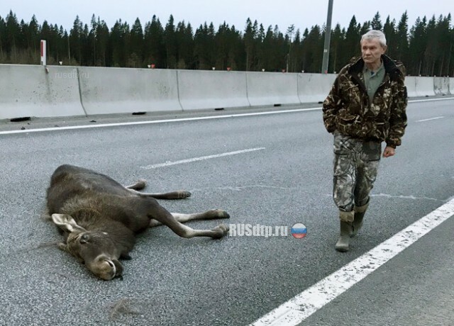 На Новоприозерском шоссе автомобиль с рыбаками сбил лося 