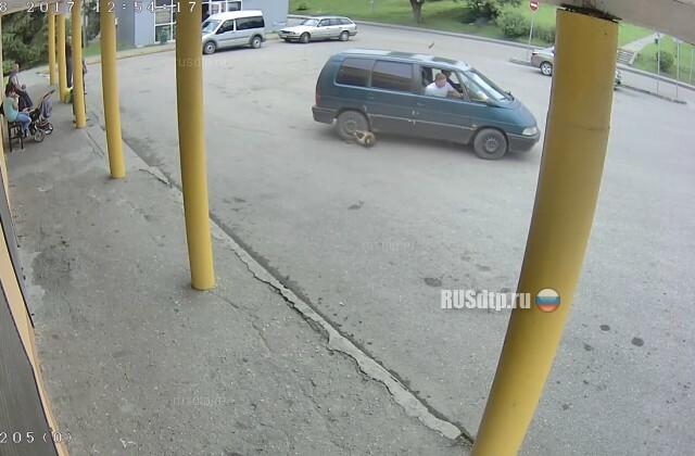 Полиция Правдинска ищет водителя минивена, переехавшего собаку 