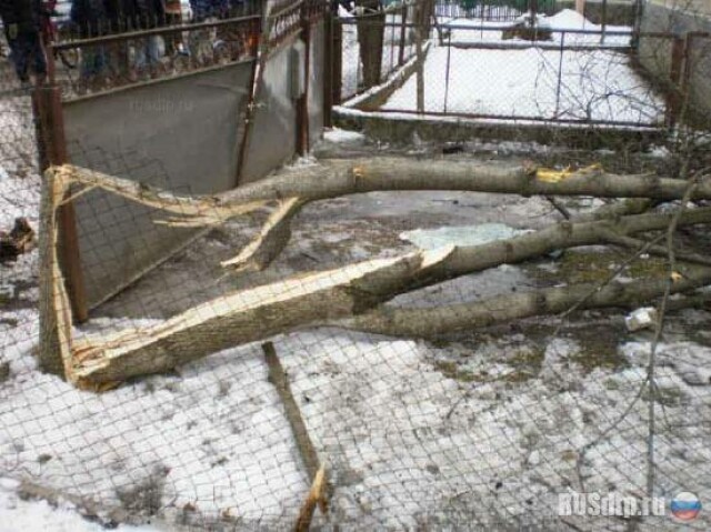 В Закарпатье водитель Geely погиб, врезавшись в дерево 