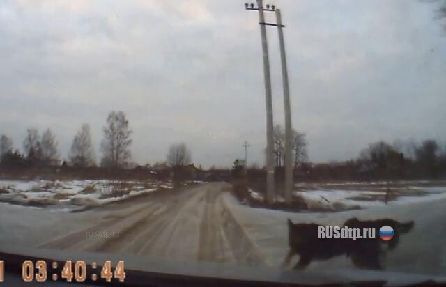 Выбежали собаки 