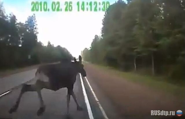 Дальнобой сбил лося 