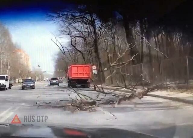 Дерево упало на проезжую часть в Воронеже