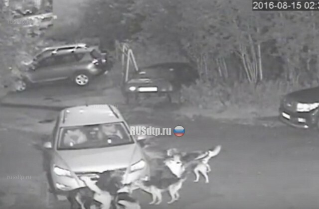 В Мурманске собаки напали на автомобиль