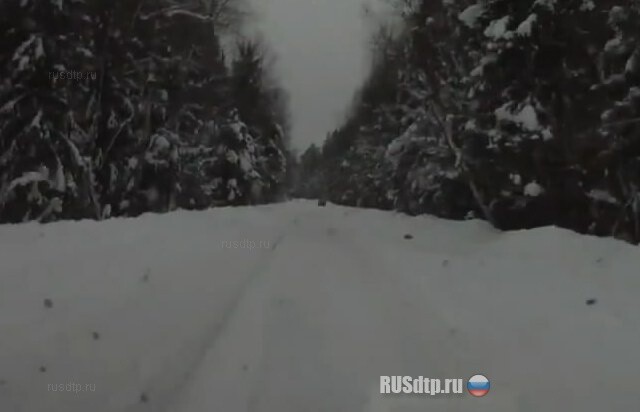 В Подмосковном лесу… 