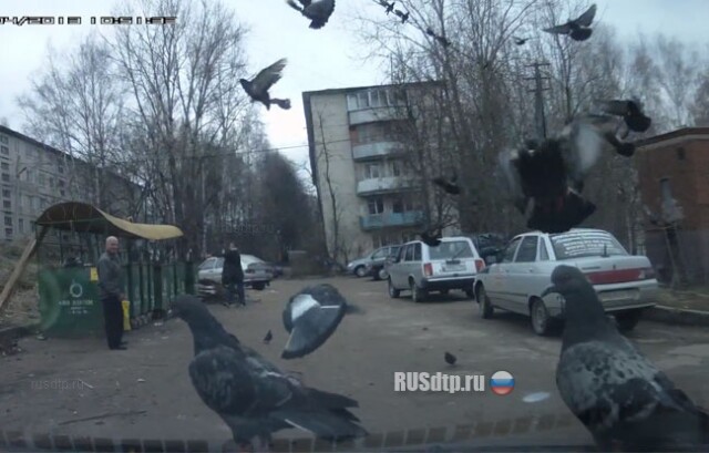 Голуби атакуют 