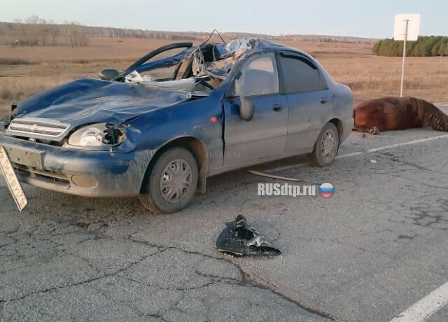 В Челябинской области автомобиль сбил лошадь 