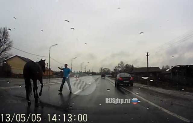 Лошадь на дороге 