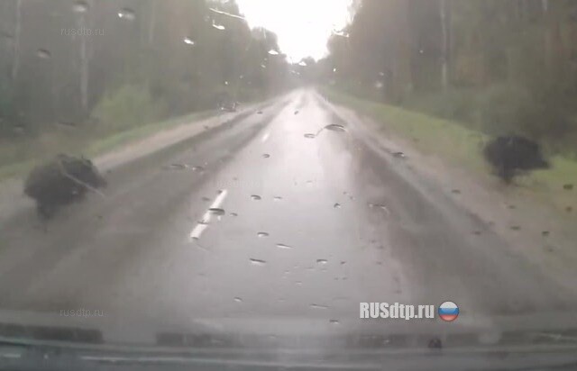 Шашлык убежал 