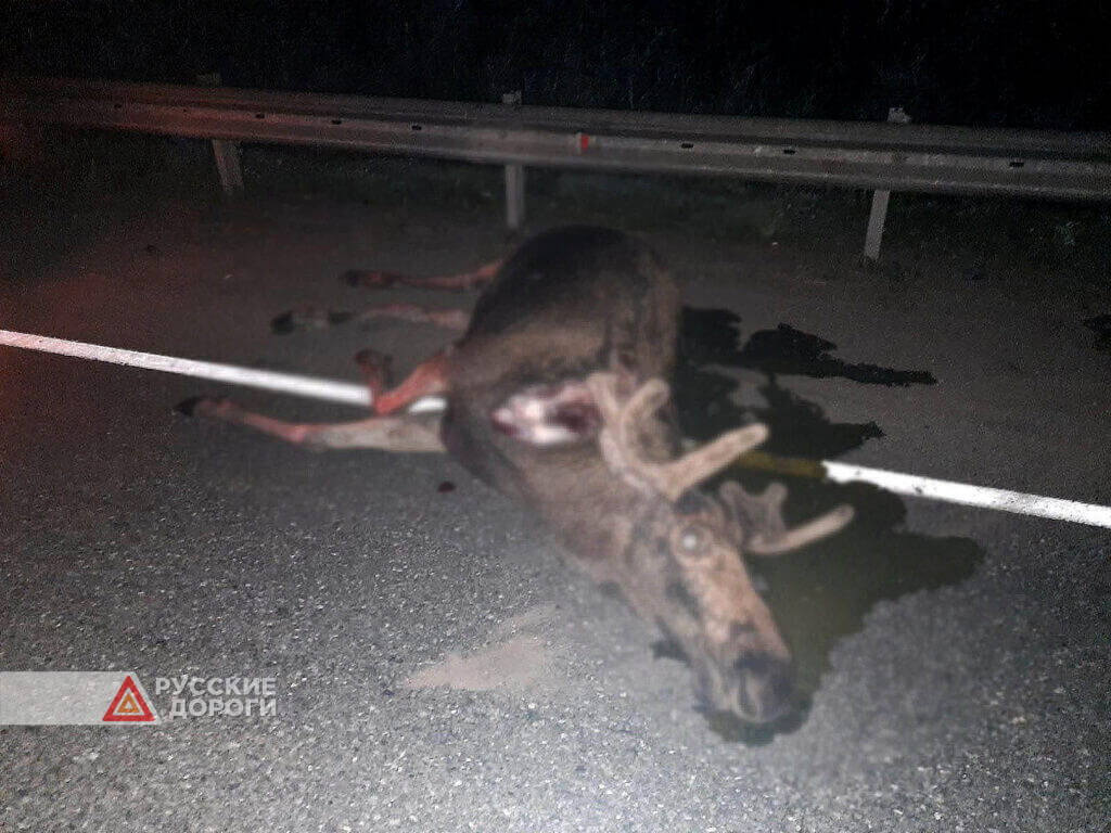 «Лада Калина» сбила лося на западном обходе Ижевска