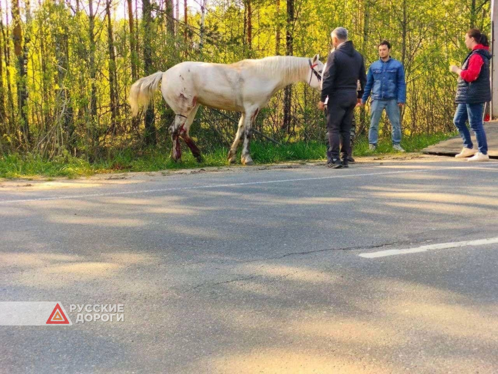 Во Владимирской области девочка на лошади попала под машину