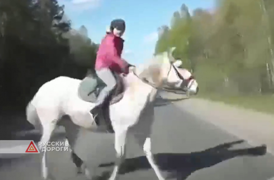 На девушку упала лошадь 19