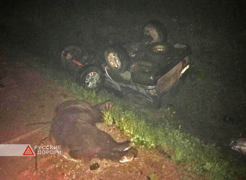 Водитель внедорожника и медведь погибли в Иркутской области