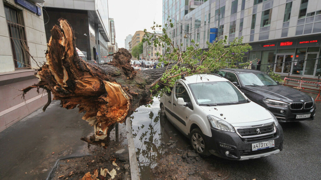 В Москве научились предсказывать падение деревьев
