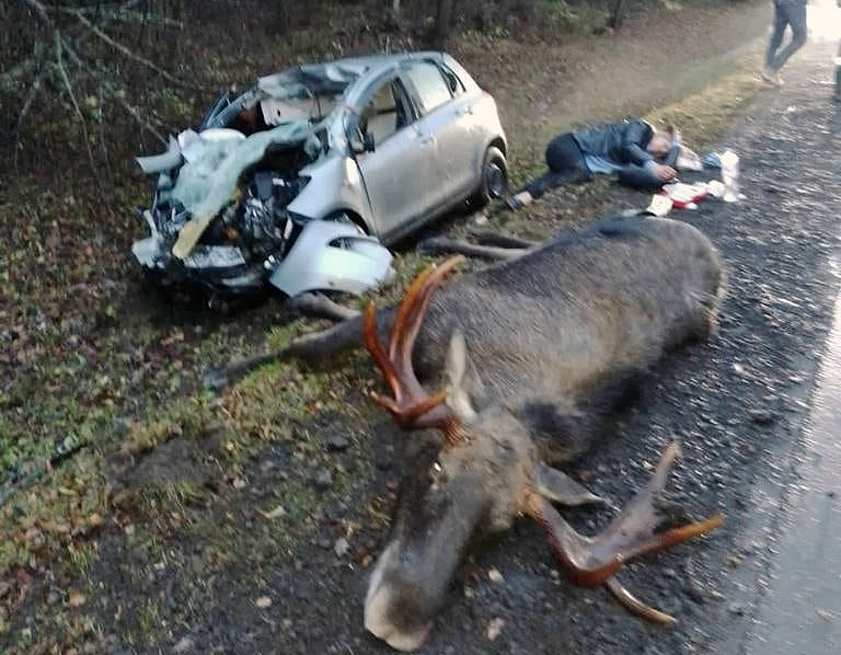 Водитель автомобиля и лось погибли в ДТП в Подмосковье
