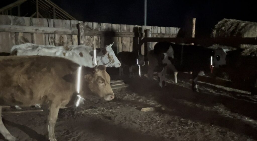 На коров и лошадей надели световозвращающие ленты