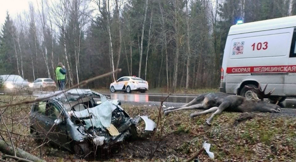 Водитель автомобиля и лось погибли в ДТП в Подмосковье