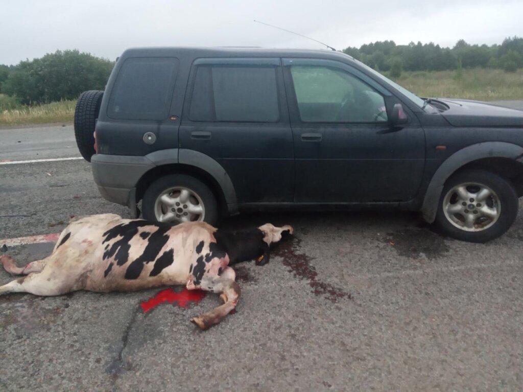 Ночное ДТП в Удмуртии: пьяный водитель насмерть сбил женщину и корову