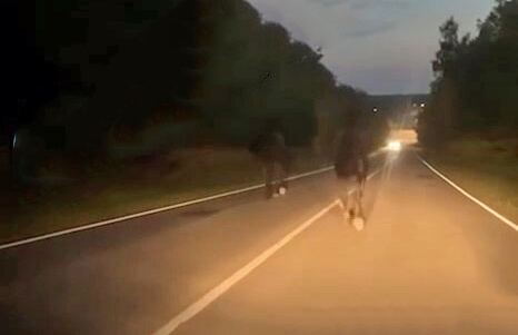 В Подмосковье бежавшие по дороге лошади спровоцировали смертельную аварию