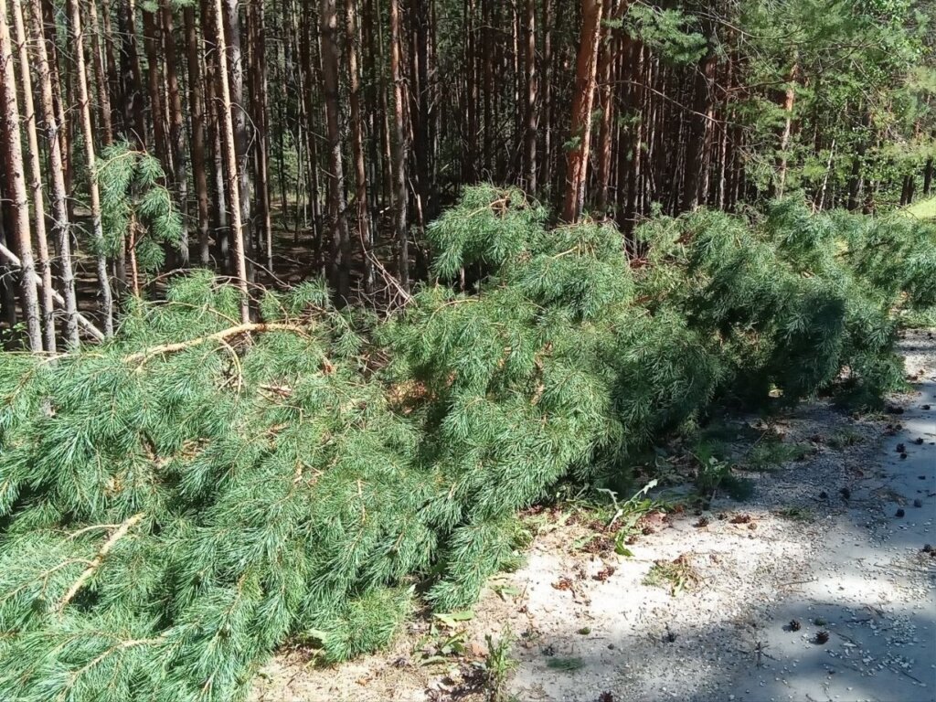 ВАЗ-2110 врезался в дерево в Тюменской области: погибли три человека