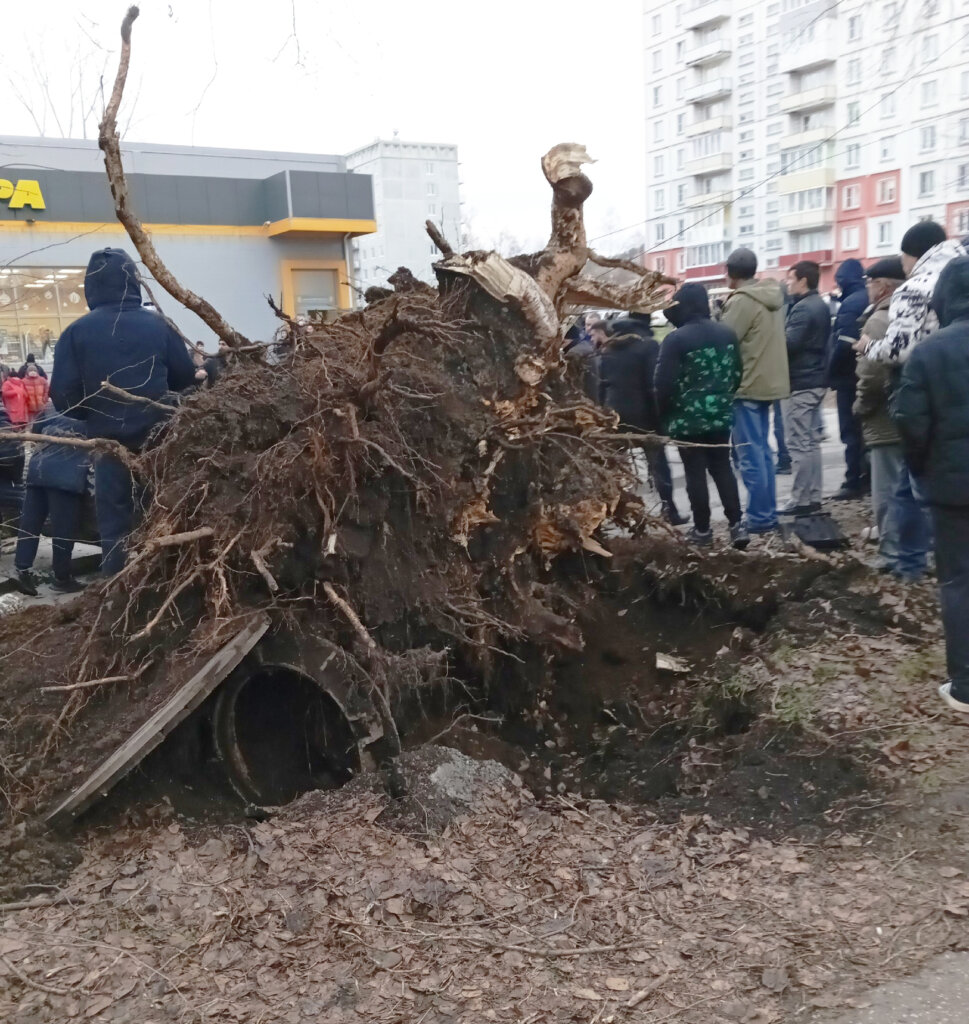 В Новокузнецке дерево упало на проезжающий автомобиль: погибли два человека
