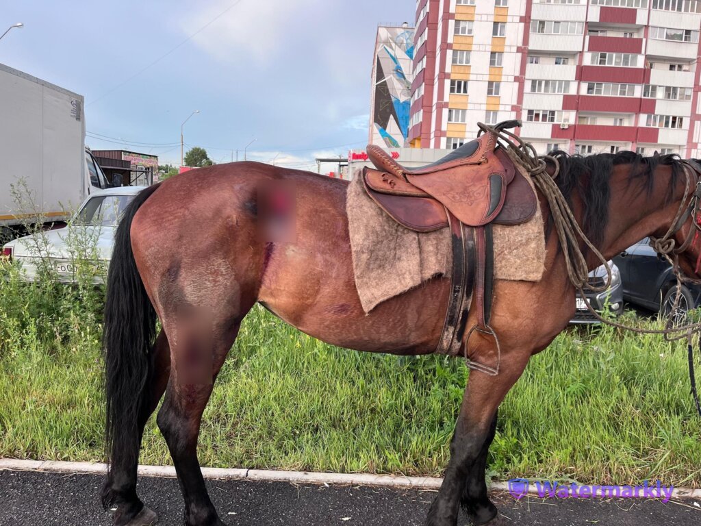 Видеорегистратор запечатлел как всадник на лошади попал под колеса автомобиля в Магнитогорске