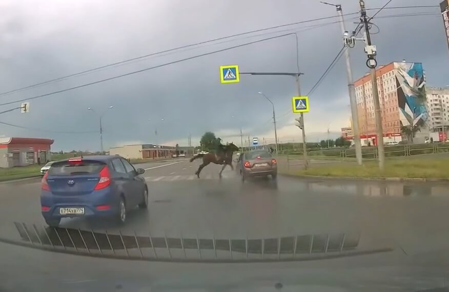 Видеорегистратор запечатлел как всадник на лошади попал под колеса автомобиля в Магнитогорске