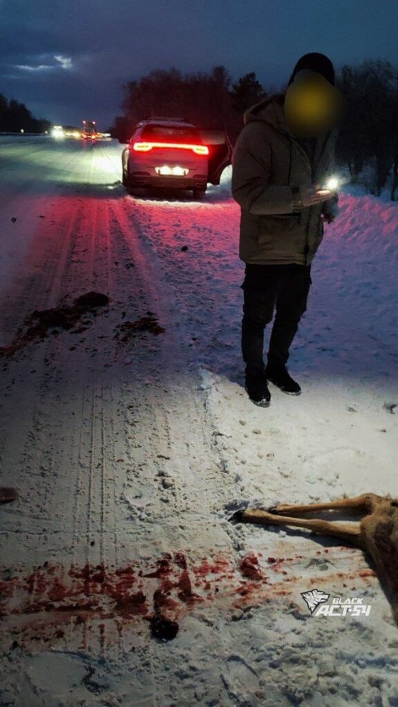 На трассе Барнаул — Новосибирск автомобиль сбил косулю, которая убегала от волка