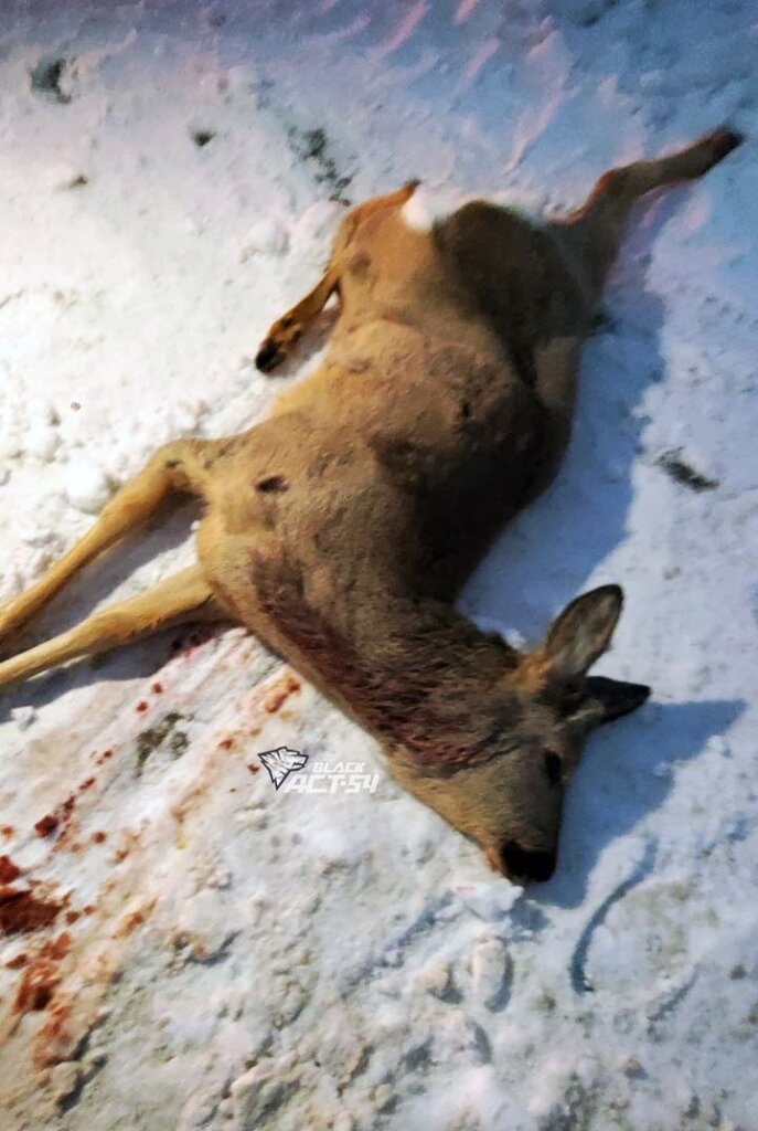 На трассе Барнаул — Новосибирск автомобиль сбил косулю, которая убегала от волка