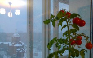 на подоконнике.jpg