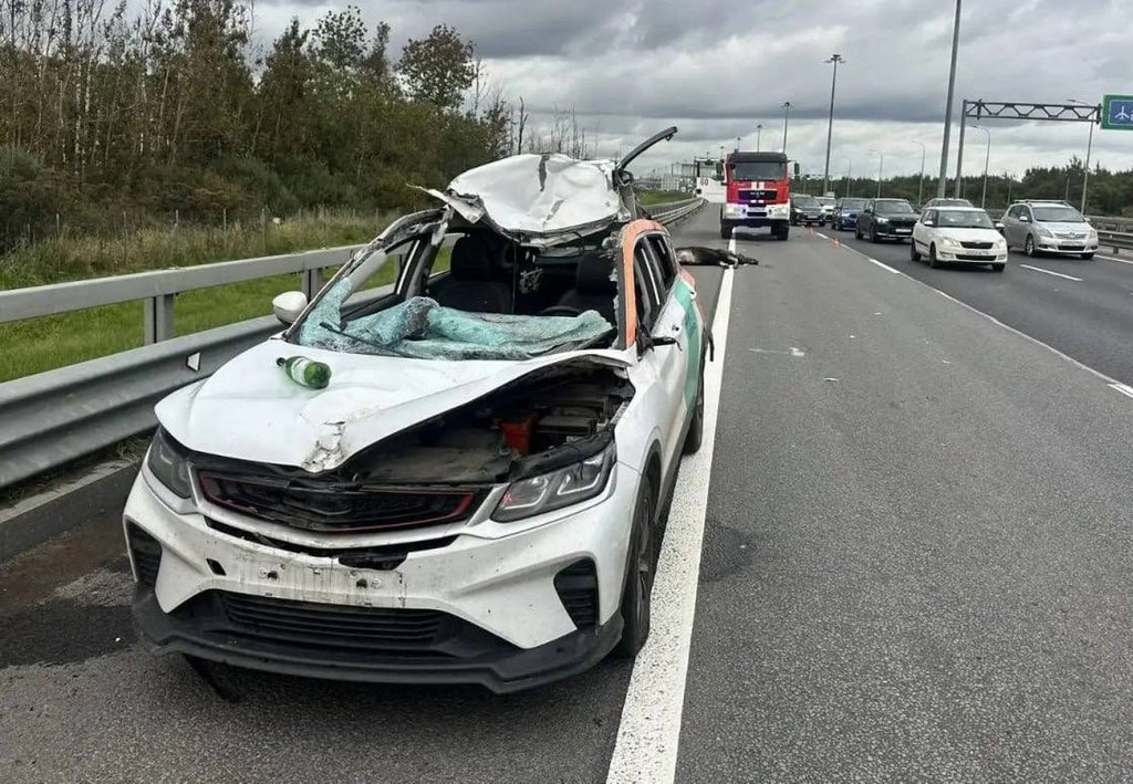 Каршеринговый автомобиль сбил лося на КАД в Санкт-Петербурге