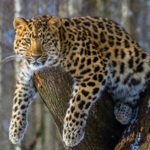 Личный кабинет